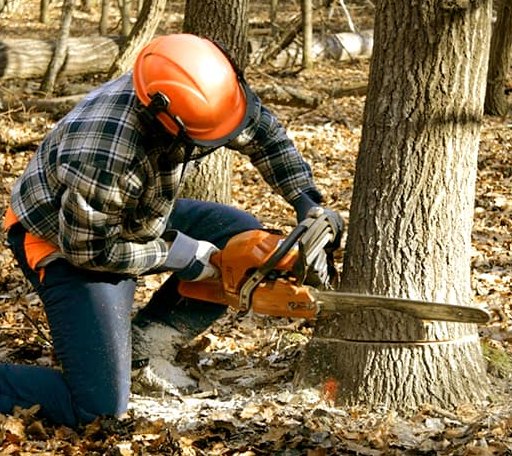 Tree Removal in Leola, AR